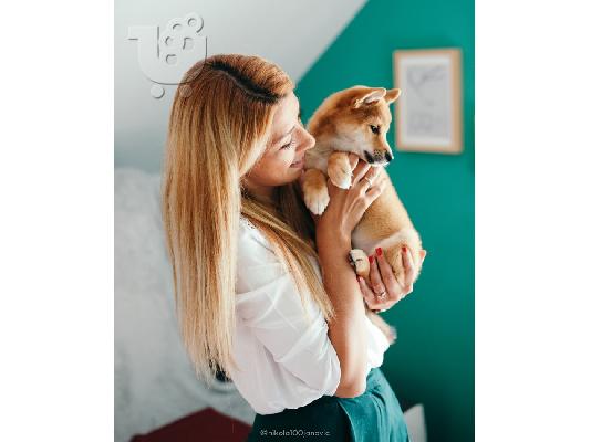 Shiba Inu